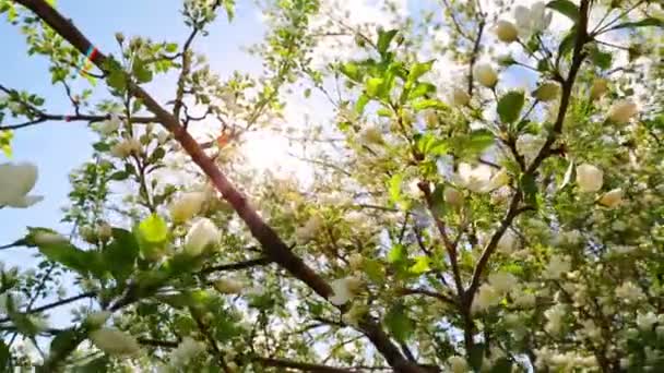 Sol brilha através das flores da árvore de cereja pássaro — Vídeo de Stock