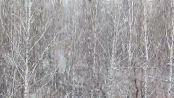 Zware sneeuwval op de achtergrond van besneeuwde bomen — Stockvideo