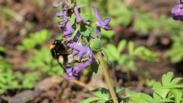 Hommel op bloem in de lente bos — Stockvideo