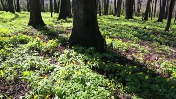 Paisaje de madera con flores blancas anémonas — Vídeos de Stock