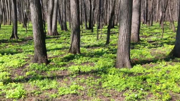 Dřevo krajina s bílými květy sasanek — Stock video