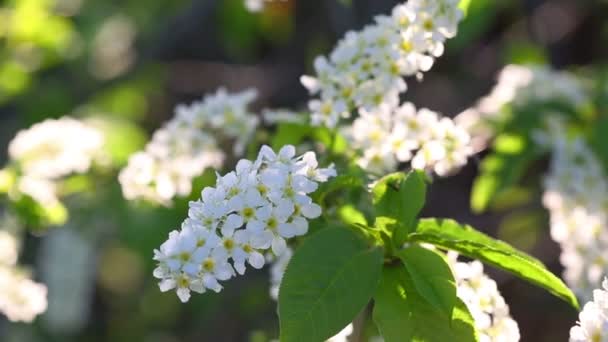 Blossom kuş kiraz ağacı çiçek — Stok video