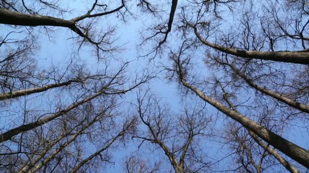 Stromy v lese proti modré obloze — Stock video