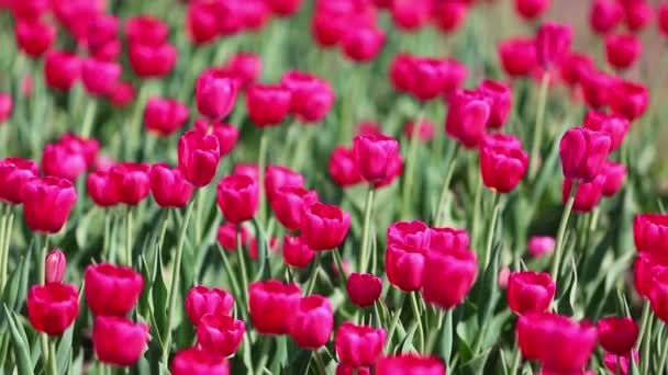 Champ de tulipes rouges en fleurs — Video