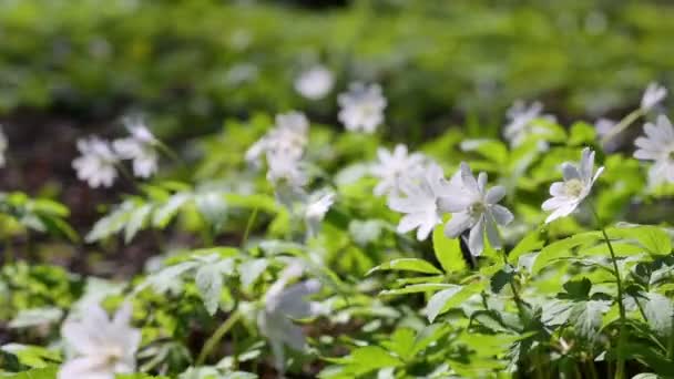 Flores blancas anémonas en madera de primavera — Vídeos de Stock