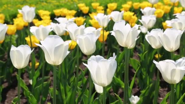 Gebied van witte en gele tulpen bloeien — Stockvideo