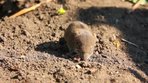 Pequeno rato no campo — Vídeo de Stock