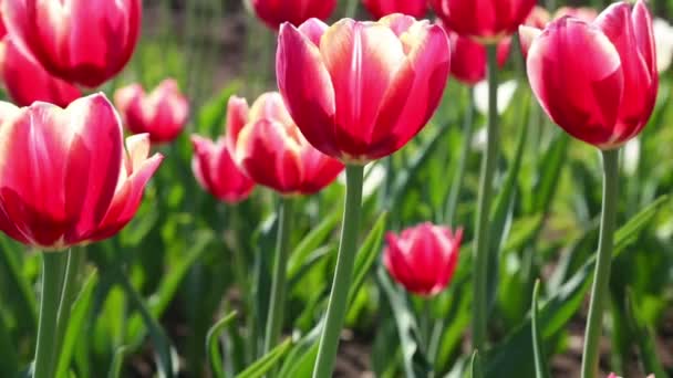 Blühende rote Tulpen mit weißem Rand — Stockvideo