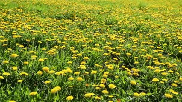 Yellow dandelion field — Stock Video