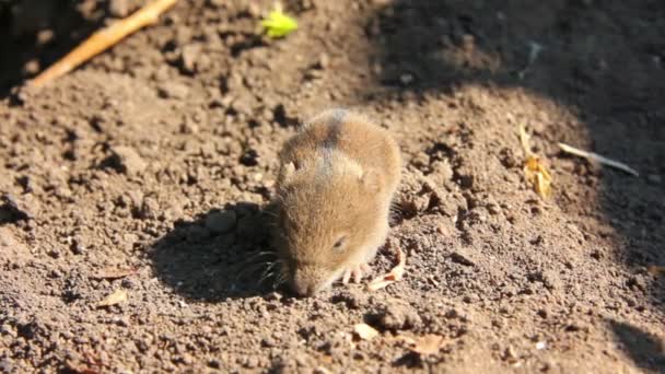 Kleine Maus auf dem Feld — Stockvideo