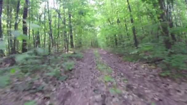 Widok z samochodu, przemieszczający się w lesie — Wideo stockowe