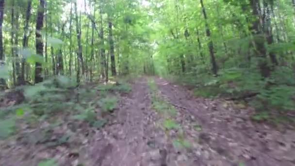 Vista do carro que viaja pela floresta — Vídeo de Stock