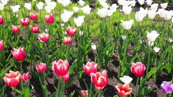 Kwitnące tulipany czerwone z białym obramowaniem — Wideo stockowe