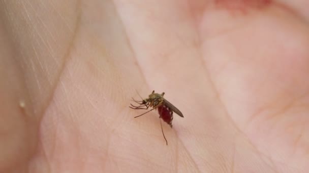 Mató a un mosquito bebiendo sangre. — Vídeos de Stock