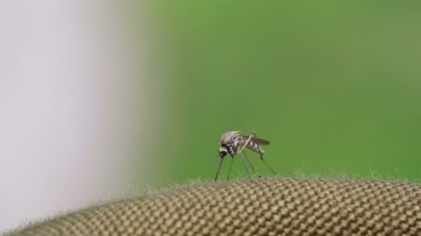 Mosquito buscando un lugar donde la picadura — Vídeo de stock