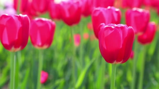 Fältet av Röda tulpaner blommar — Stockvideo