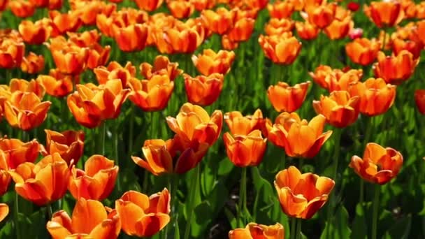 Field of orange tulips blooming — Stock Video