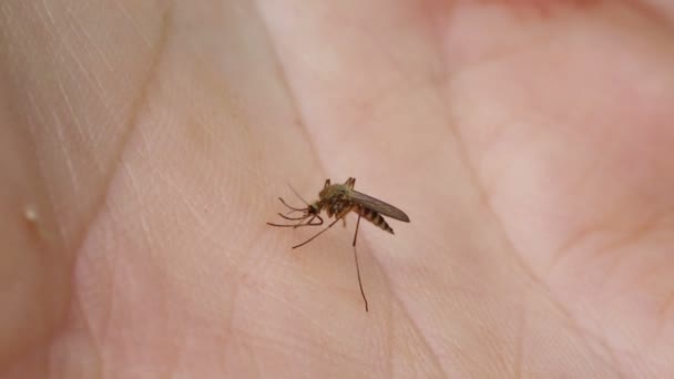 Вбитий комар п'є кров — стокове відео