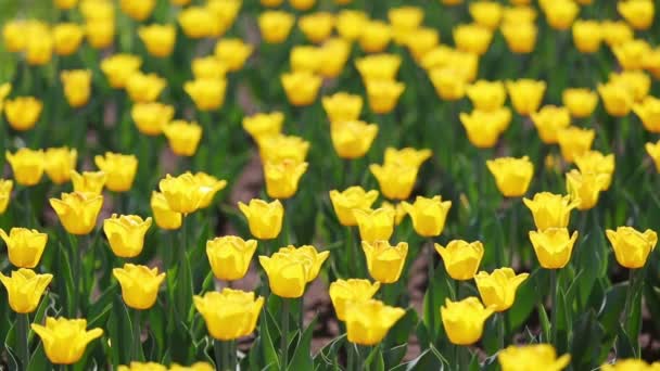 Field of yellow tulips blooming — Stock Video