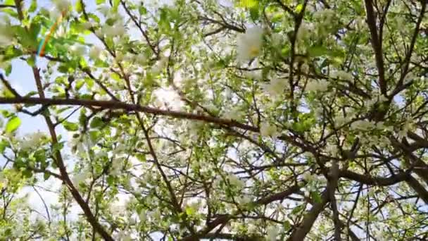 Gałęzie drzewa jabłko kwitnąć — Wideo stockowe