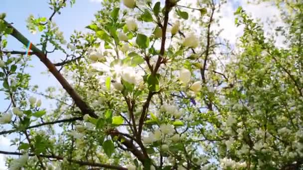Ветви цветущих яблонь — стоковое видео