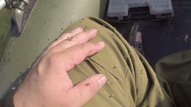 Veel muggen vliegen rond de persoon — Stockvideo