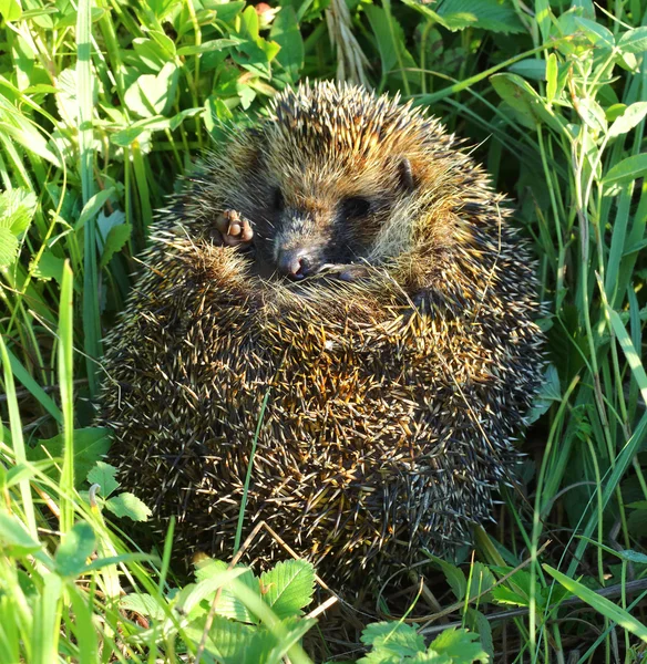 Hedgehog enrolados na grama — Fotografia de Stock