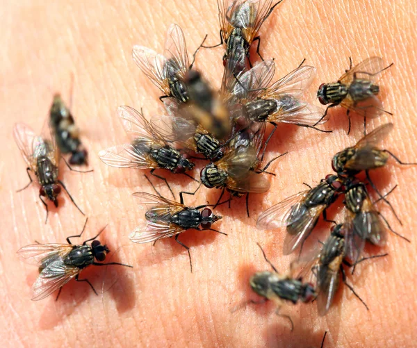 Lots of flies on skin — Stock Photo, Image