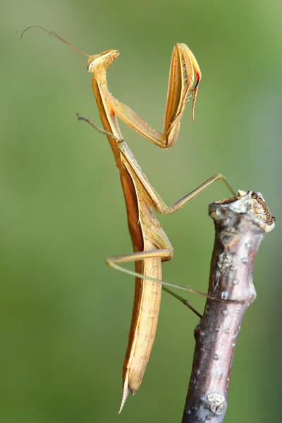 木の枝にカマキリ — ストック写真