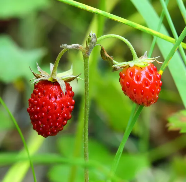 Ripe berries of wild strawberry — Stock Photo, Image