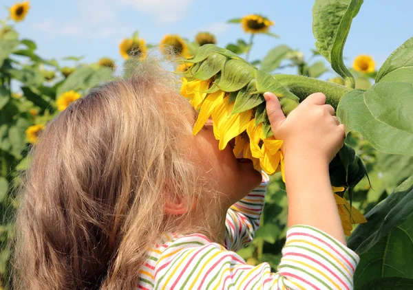 Little girl smelling sunflower — Stock Photo, Image