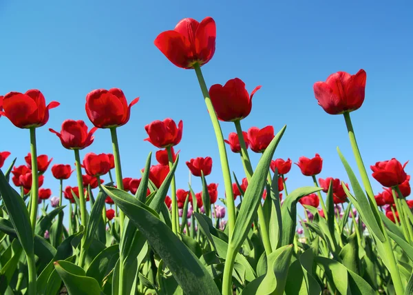 Rode tulpen — Stockfoto