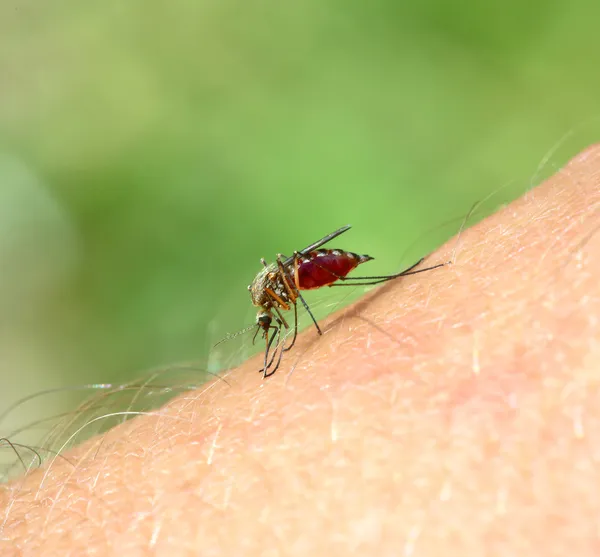 Mosquito drinks blood — Stock Photo, Image