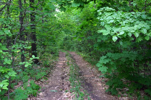 Landweg in het bos — Stockfoto