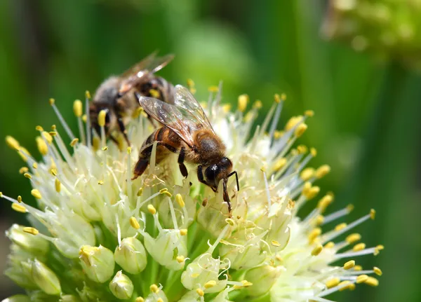 Bees on flower of onion — Stock Photo, Image