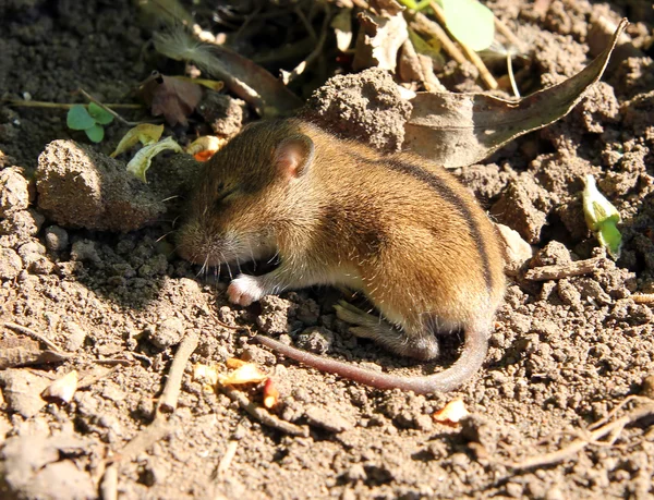 Wild little mouse sleeping — Stock Photo, Image