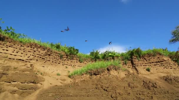 La colonia de las golondrinas en la orilla empinada del río — Vídeo de stock