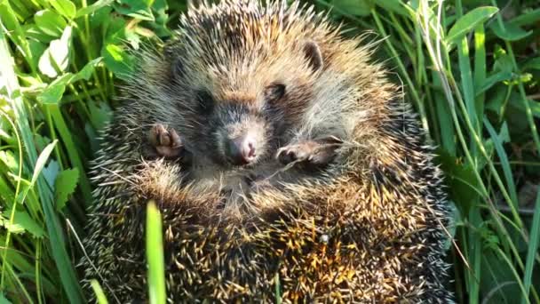 Hedgehog meringkuk di rumput — Stok Video