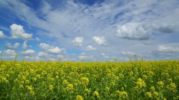 Hermoso campo de colza de floración — Vídeo de stock