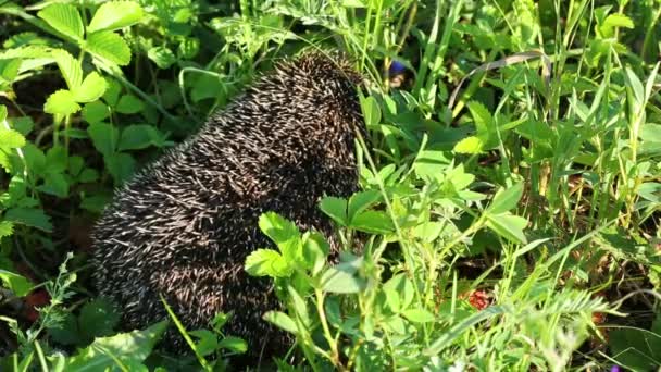 Igel wandert zwischen Gras — Stockvideo