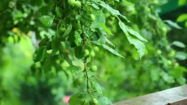 Appels op boom in de regen in tuin — Stockvideo