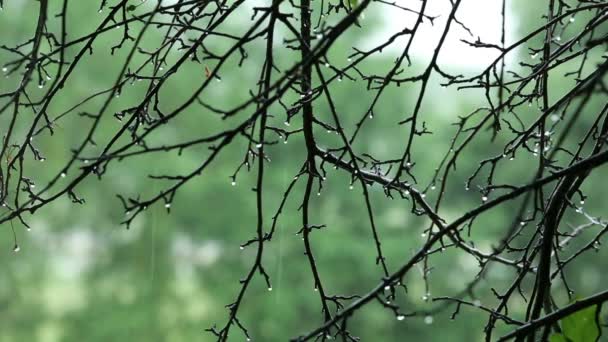 Ramas de árboles con gotas de agua en la lluvia — Vídeos de Stock