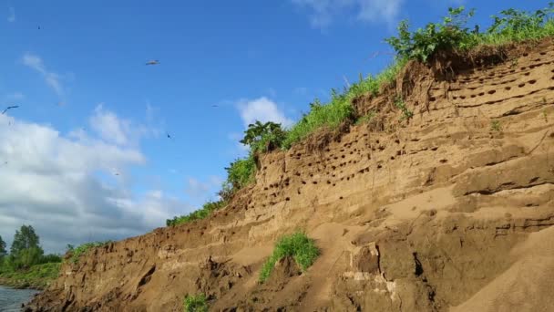 Colonie d'hirondelles sur la rive escarpée de la rivière — Video