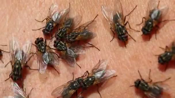 Un sacco di mosche volano e strisciano sulla pelle — Video Stock