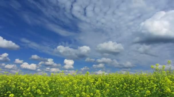 Lindo campo de colza florido — Vídeo de Stock