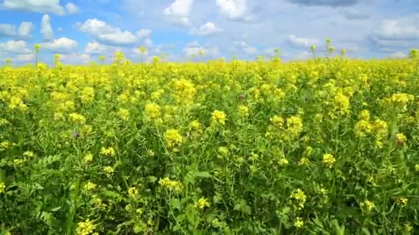 Mooie bloeiende koolzaad veld — Stockvideo