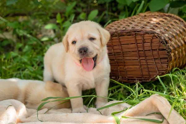Yeşil çimlerde Labrador köpeği — Stok fotoğraf