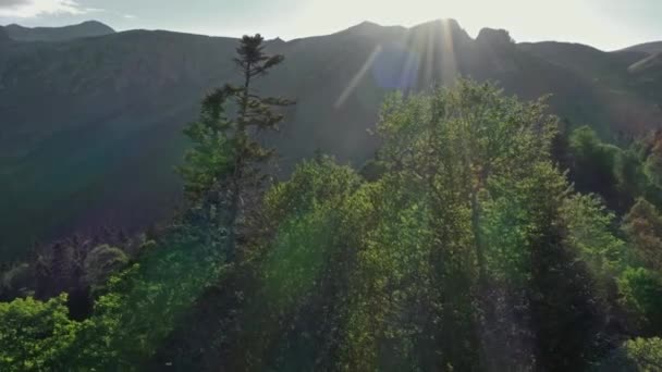 Volando Entre Pinos Montañas Con Rayos Luz Que Brillan Atardecer — Vídeo de stock