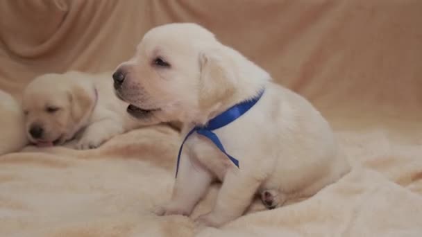 Jonge Gele Labrador Puppy — Stockvideo