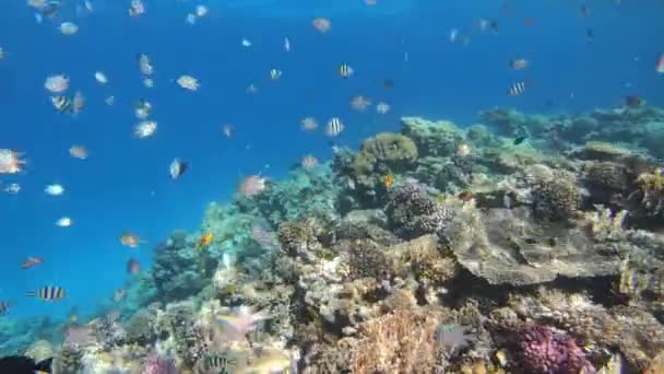 Sok Hal Úszik Korallok Között Vörös Tengeren Egyiptomban — Stock videók